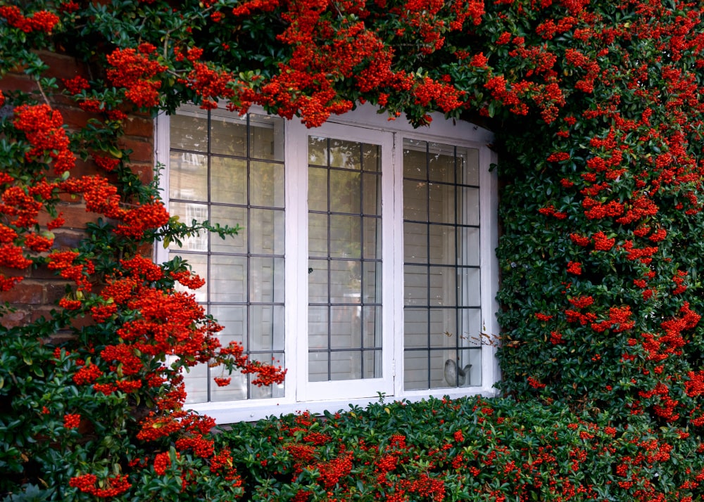 Close-up of traditional English cottage window grilles with multi-pane muntin patterns surrounded by climbing greenery.
